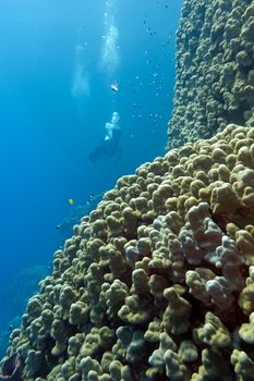 coral reef with stony corals and divers at the bottom of tropical sea on blue water background