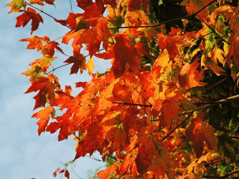 A close-up image of beautiful Autumn leaves.