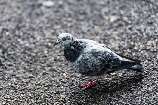 Pigeons and doves constitute the bird clade Columbidae, including 310 species. Pigeons are stout-bodied birds with short necks, and have short, slender bills with fleshy ceres. They feed on seeds, fruits, and plants.