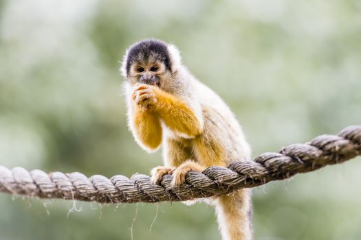 Black-capped squirrel monkey (Saimiri boliviensis), live in the tropical forests of Central and South America in the canopy layer.
 
Squirrel monkey fur is short and close, colored olive at the shoulders and yellowish orange on its back and extremities. Their throat and the ears are white and their mouths are black. The upper part of their head is hairy. This black-and-white face gives them the name death's head monkey.

Like most of their New World monkey relatives, squirrel monkeys are diurnal and arboreal. Unlike the other New World monkeys, their tail is not used for climbing, but as a kind of "balancing pole" and also as a tool. Their movements in the branches can be very rapid.