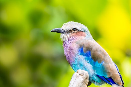 Lilac Breasted Roller (Coracias caudatus) is a member of the roller family of birds. It is widely distributed in Saharan Africa and the southern Arabian Peninsula, preferring open woodland and savanna. It is largely absent from treeless places. 

Usually found alone or in pairs, it perches conspicuously at the tops of trees, poles or other high vantage points from where it can spot insects, lizards, scorpions, snails, small birds and rodents moving about at ground level. Nesting takes place in a natural hole in a tree where a clutch of 2 to 4 eggs is laid, and incubated by both parents, who are extremely aggressive in defense of their nest, taking on raptors and other birds.