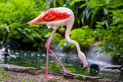The greater flamingo (Phoenicopterus roseus) is the most widespread species of the flamingo found in Africa, Asia, and Europe.

Most of the plumage is pinkish-white, but the wing coverts are red and the primary and secondary flight feathers are black. The bill is pink with a restricted black tip, and the legs are entirely pink. The call is a goose-like honking. The coloration comes from the carotenoid pigments in the organisms that live in their feeding grounds.

The bird resides in mudflats and shallow coastal lagoons with salt water. They stirs up the mud with its feet, then sucks water through its bill and filters out small shrimp, seeds, blue-green algae, microscopic organisms and mollusks. They feeds with its head down and its upper jaw is movable and not rigidly fixed to its skull.