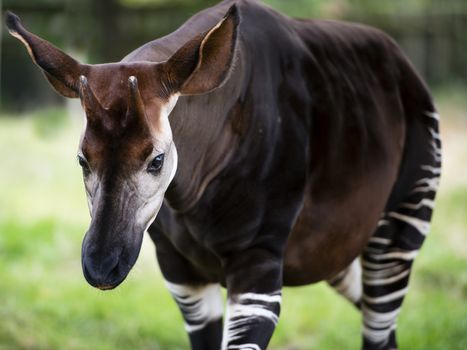 The okapi (Okapia johnstoni), also known as the forest giraffe or zebra giraffe, is a giraffid artiodactyl mammal native to the Ituri Rainforest, located in the northeast of the Congo in Central Africa. Although the okapi bears striped markings reminiscent of zebras, it is most closely related to the giraffe. The okapi and the giraffe are the only living members of the family Giraffidae.

Okapis have reddish dark backs, with striking horizontal white stripes on the front and back legs, making them resemble zebras from a distance. These markings possibly help young follow their mothers through the dense rain forest and may also serve as camouflage.