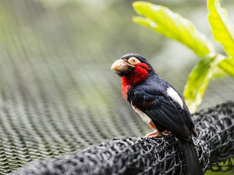 The bearded barbet (Lybius dubius) is an African barbet. Barbets and toucans are a group of near passerine birds with a worldwide tropical distribution. The barbets get their name from the bristles which fringe their heavy bills.

The bearded barbet is a common resident breeder in tropical West Africa. It is an arboreal species of gardens and wooded country which eats fruit, although the young are fed on insects.

It is fairly plump, with a short neck, large head and a short tail. The adult has a black crown, back, tail and breast band. The throat and belly are red and there is a yellow eye patch. The rump is white. The massive bill is very thick and yellow, and the well-developed clump of bristles at its base give the species its name. The call is a growling scrawk.