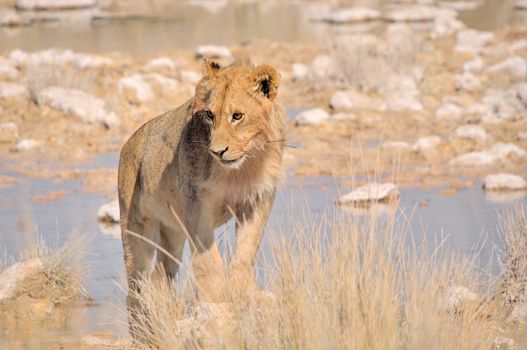 Lion standing at waterhole in the Etosha National Park, Namibia
