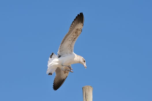 Immature Kelp Gull landing on a pole at Swakopmund in Namibia
