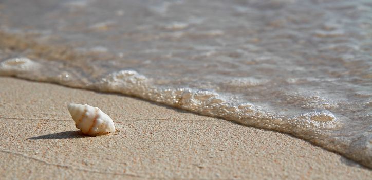 A single, spiral sea shell on a tropical beach, with gentle waves close to the shell