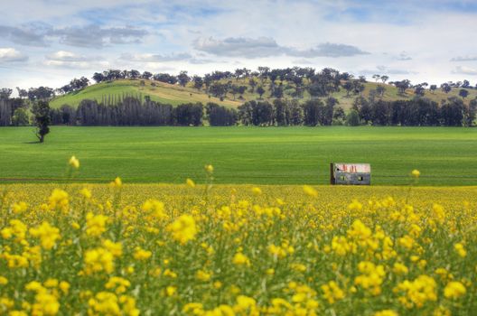 An abandoned farmhouse sits in fields of Canola and wheat undersown with lucerne.  Rolling hills and pretty sky form a picturesque backdrop to this scenic countryside view.