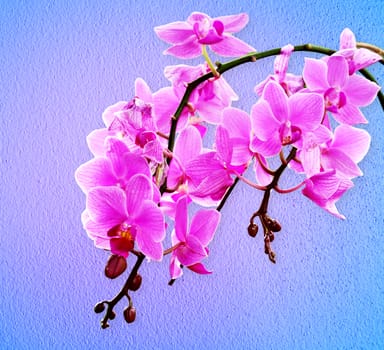 Pink orchid flowers on a pastel background