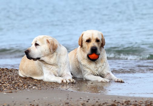 yellow labradors at the sea with an orange ball