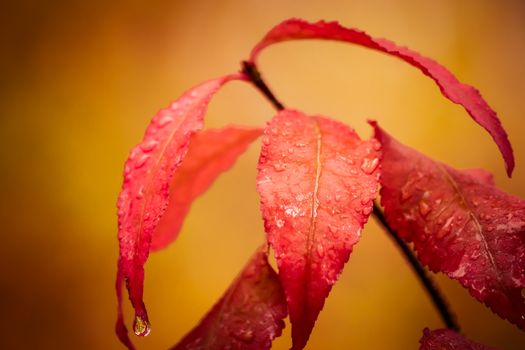Red wet leaves on a bush background autumn forest