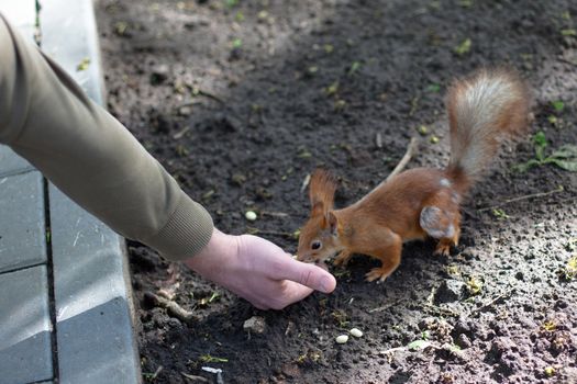 man hand giving a food for redsquirrel
