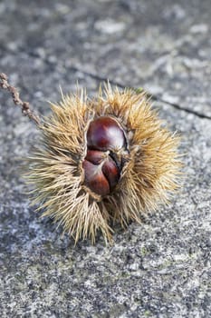 Macro picture of chestnut fruit. 