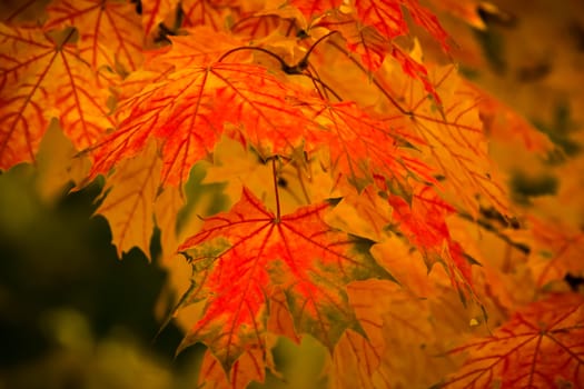 Red and yellow autumn leaves on the branches of a maple