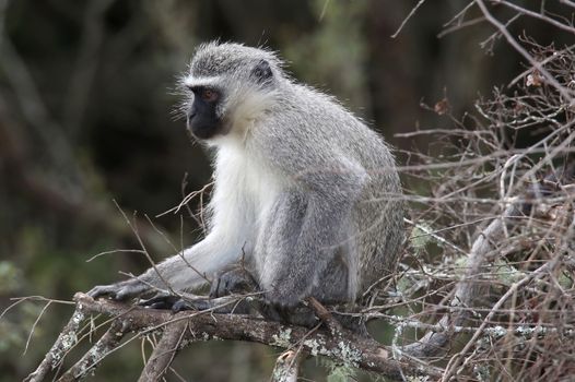 Cute vervet monkey with a black face sitting in a tree