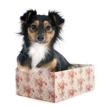 Mixed-Breed dog in front of white background