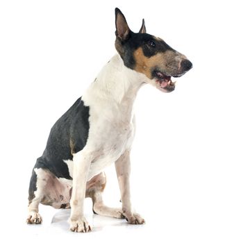 bull terrier in front of white background