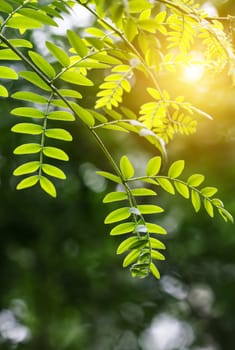 green leaf in spring