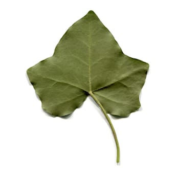 Green ivy leaf isolated over white background