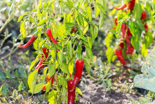 Bird's eye chili grow in the garden.