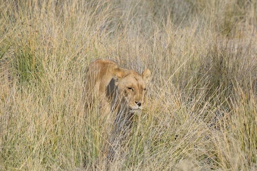 Lion in the grass in the Etosha National Park, Namibia
