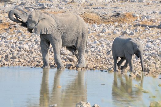 Elephant calf and bigger brother at Okaukeujo in the Etosha National Park, Namibia
