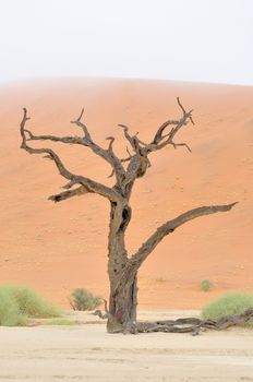 Tree skeleton at Deadvlei near Sossusvlei, Namibia

