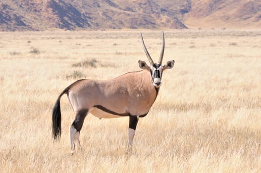 Oryx in grass landscape at Namibrand in Namibia
