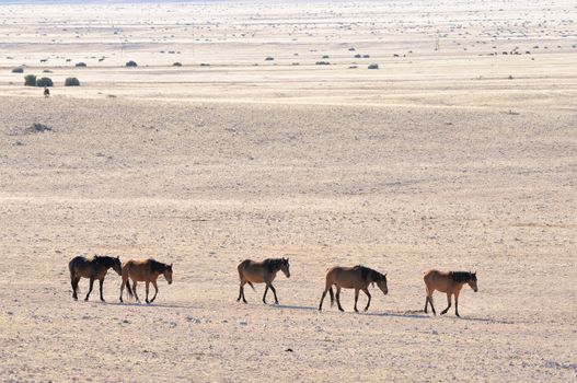 Wild Horses of the Namib on their way to the waterhole at Garub near Aus, Namibia.
