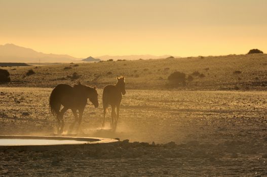 Wild Horses of the Namib at sunset near Aus, Namibia.
