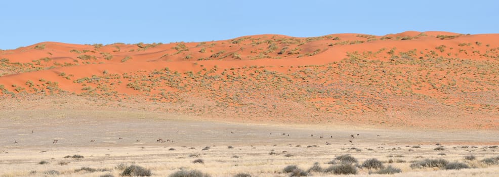 Dune and Oryx panorama from two photos of the Namibrand area in Namibia
