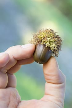 Close up picture of an acorn in a human hand