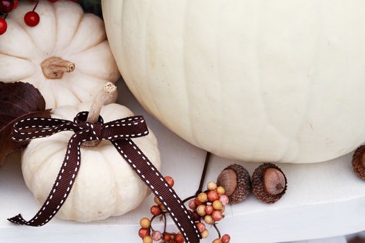 Beautiful white pumpkin with a brown bow.