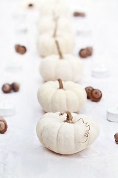 Beautiful table decorations of white pumpkins in a row. Extreme shallow depth of field.