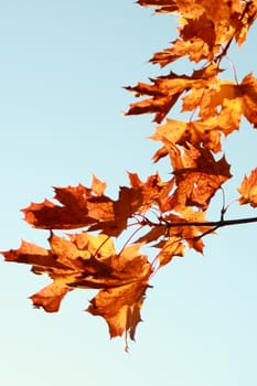 Tree in autumn colors