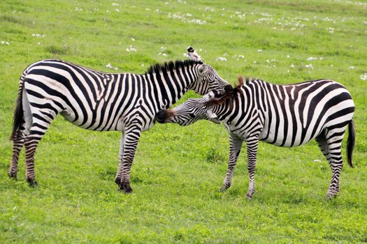 zebras in Tanzania