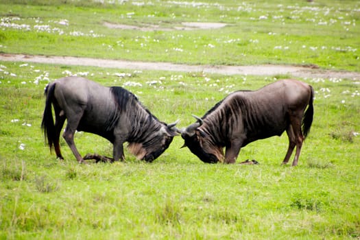 wildebeests fighting