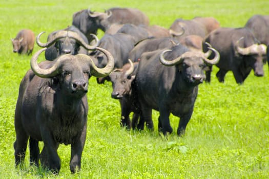 Buffaloes in wilderness