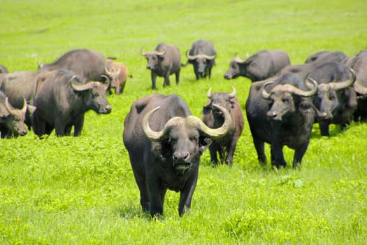 Buffaloes in wilderness