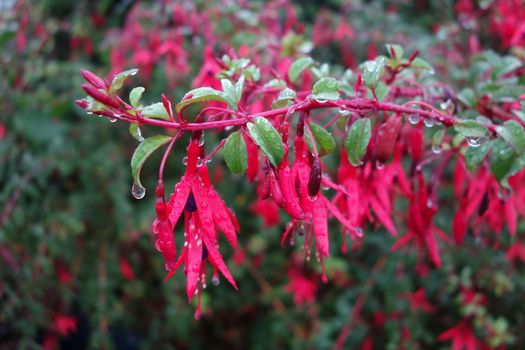 Bright pink fuchsia flowers covered in raindrops