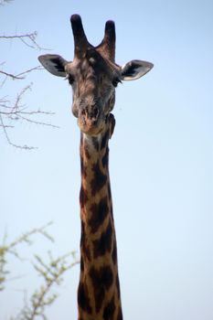 Giraffe