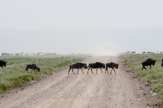 Wildebeests in Tanzania