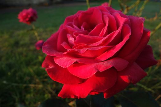 Red rose covered in dew drops in early morning sun