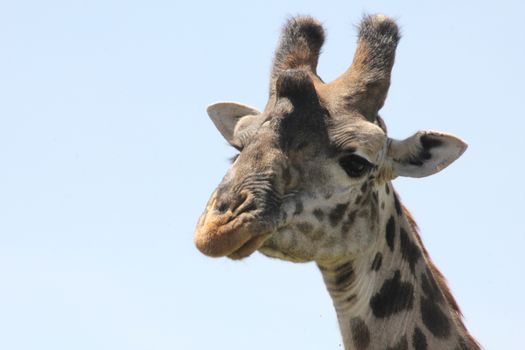 Giraffe in Africa