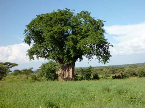Tree in Tanzania