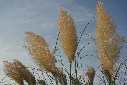 Light golden colored pampas grass (Cortaderia selloana) flower panicles with pale blue sky and white clouds in background