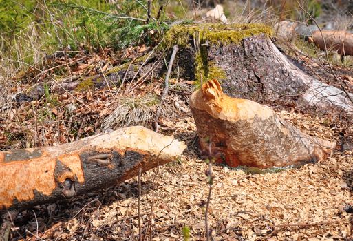 Beaver tree