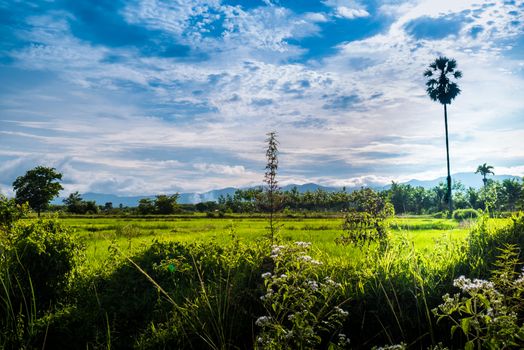 Rice field and sugar palm tree with blue sky in Thailand