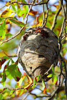 wasp nest hangs in a tree with autumn leaves.