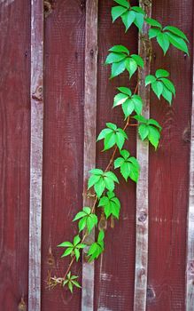 Parthenocissus branch on burgundy wooden fence (vertical image)                               